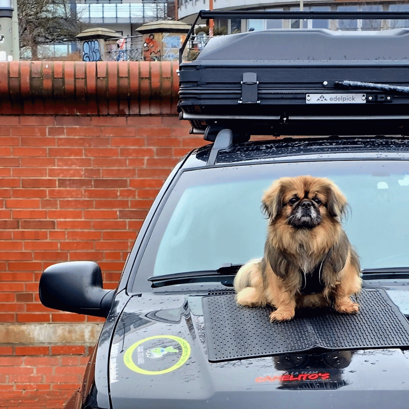 Objectif Cap Nord en tente de toit avec Teddy, le pékinois